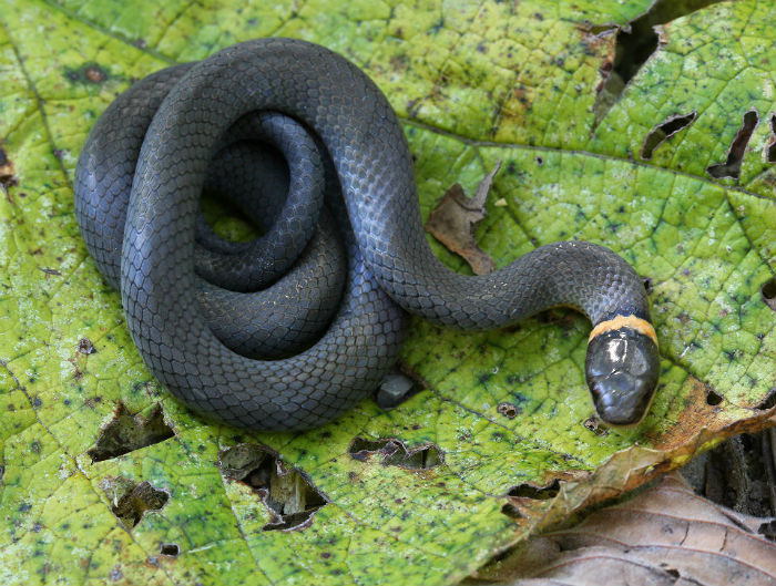 Ringneck Snake